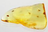 Detailed Fossil True Midge Swarm (Chironomidae) In Baltic Amber #372574-1